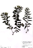 藏品(Sargassum ammophilum Yoshida et T. Konno)的圖片